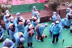 大熊貓寶寶集體登場 上演史上最混亂拜年現場
