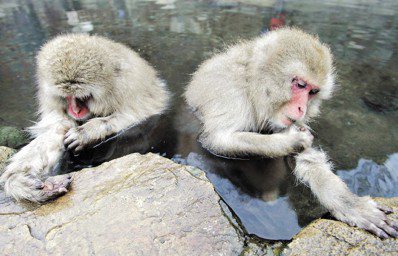 日本長野縣下高井郡山之內町的地獄谷，有一群世界上唯一會泡溫泉的猴子。圖／路透社