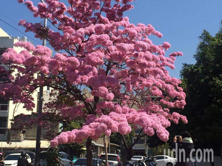 彰化市南校街南郭國小後門人行道上，那棵神奇的紅花風鈴木又盛開了，滿樹粉紅，就像是爆開的粉紅棉花糖，吸引學生與家長拍照。記者劉明岩／攝影