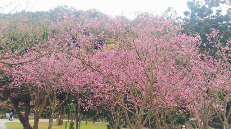 陽明公園的八重櫻也盛開。 圖／公園處提供