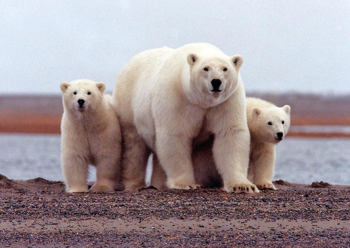 「沒有北極熊被撲殺或受傷，一切以恢復到了同季節平均的數據常態。」 圖／路透社