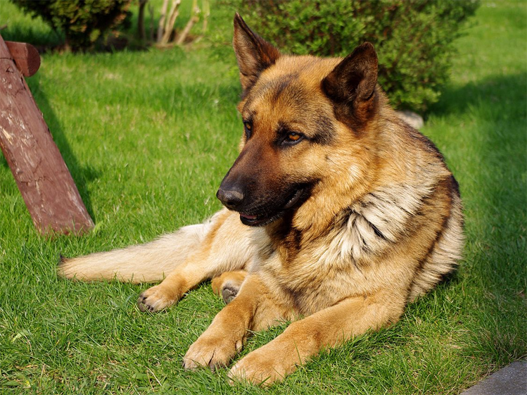 世界首富狗剛特3世。圖／擷自Wikimedia Commons