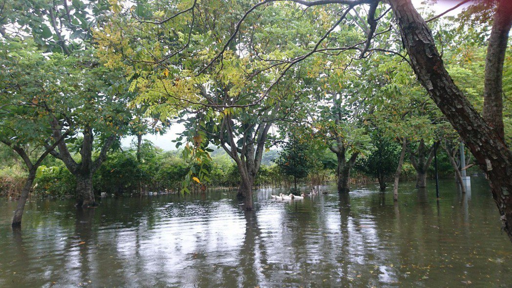 曾文水庫大壩加高水位上升，在大埔湖濱公園等地形成「水漾森林」。 圖／施忠志提供