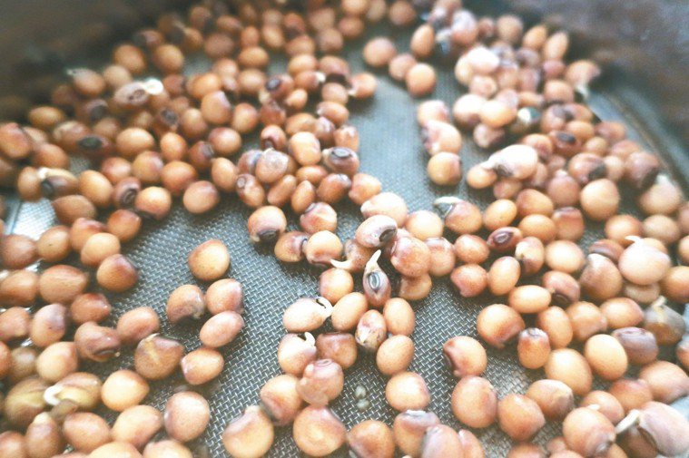 樹豆是原住民傳統穀糧。 圖／朱慧芳