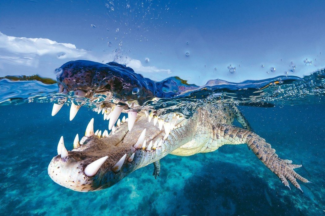 對於吳永森來說，近日赴古巴拍攝美洲鱷的經驗，最為驚心動魄！ 圖／吳永森提供