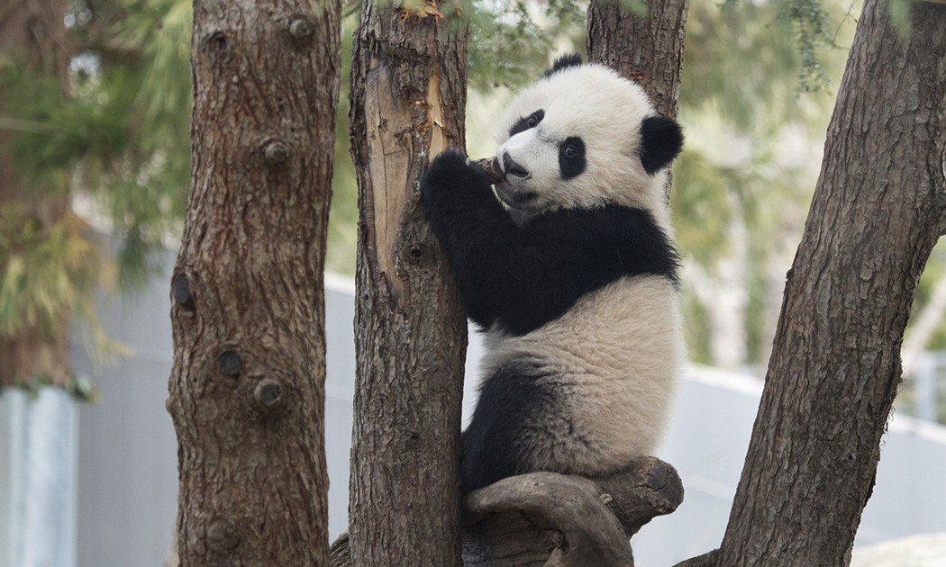 中共建政後，熊貓外交發揮了重要作用。圖為史密森尼國家動物園的大熊貓。 圖／史密森...