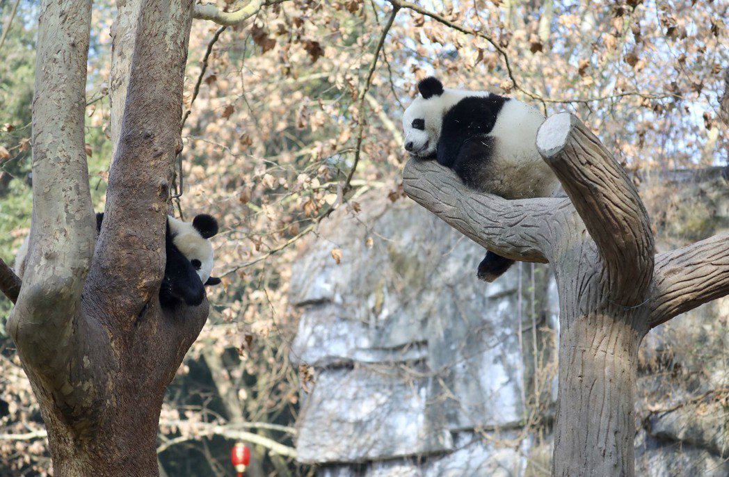「熊貓外交」的歷史由來已久。圖為四川繁育基地裡的熊貓。 （中新社）