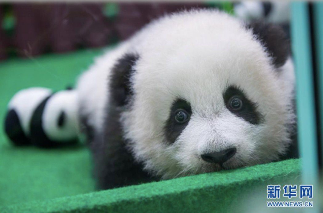 圖為中國租借給馬來西亞大熊貓「興興」和「靚靚」在馬來西亞產下的第二隻大熊貓寶寶暖...