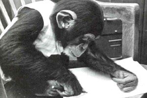 蕭人瑄／黑猩猩露西，人類文明中令人謙卑的身影