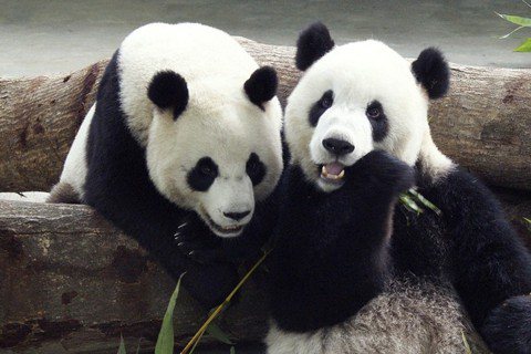 台灣還需要更多熊貓嗎？