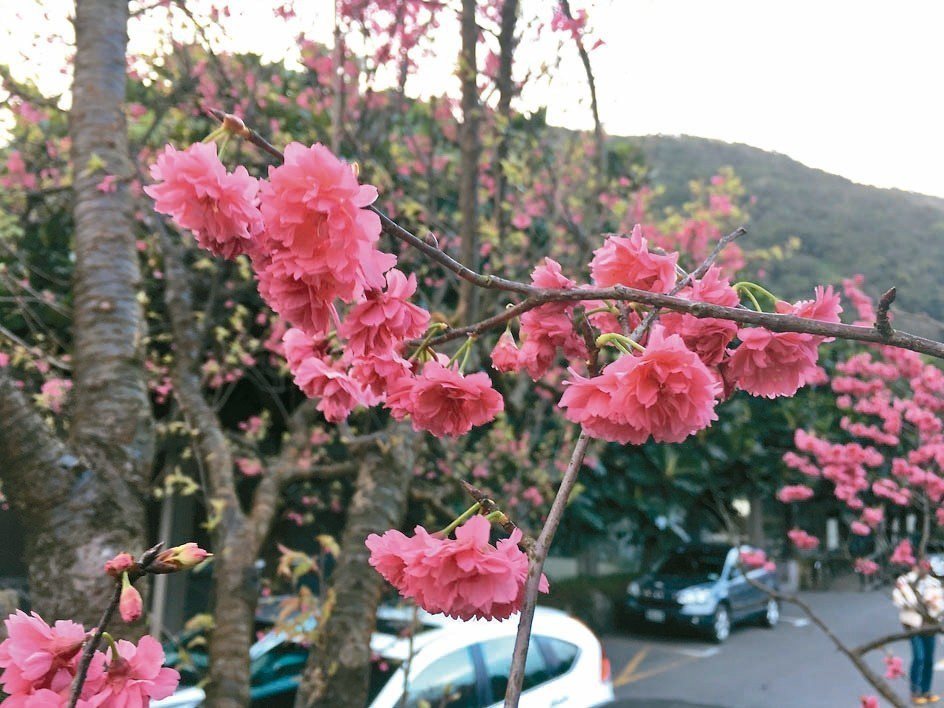 春暖花開的美景。