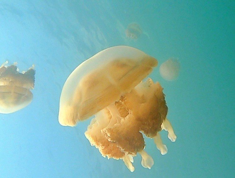 水母湖中的黃金水母在水中漂浮模樣相當可愛。記者魏妤庭／攝影