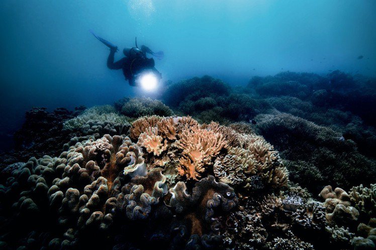 Oris大堡礁限量腕表今年推出第三代，持續協助珊瑚礁復育工作。圖／豪利時提供