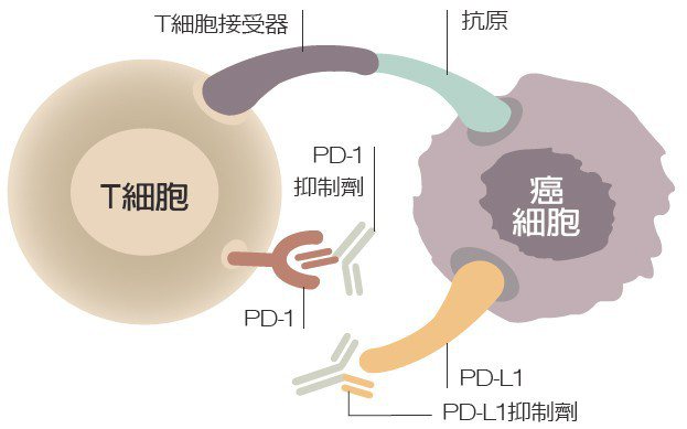 圖二PD-1抑制劑可與T細胞的PD-1蛋白結合，加上PD-L1抑制劑與癌細胞...