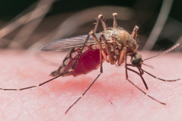 蚊子。 圖／123RF