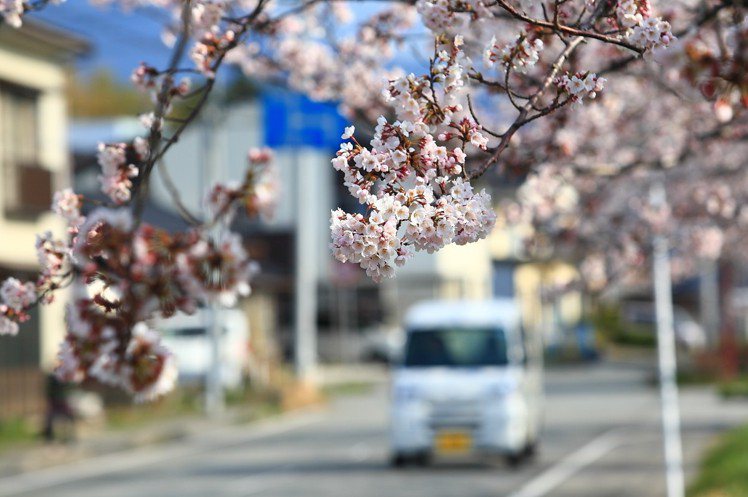 鄰近佐渡市場的車道旁，同樣可欣賞櫻花之姿。記者陳睿中／攝影