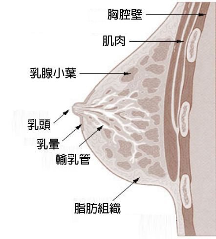 人類乳房構造圖，由乳腺分泌乳汁，經由輸乳管送到乳頭，供幼兒吸吮。　資料來源／美國國家癌症研究院