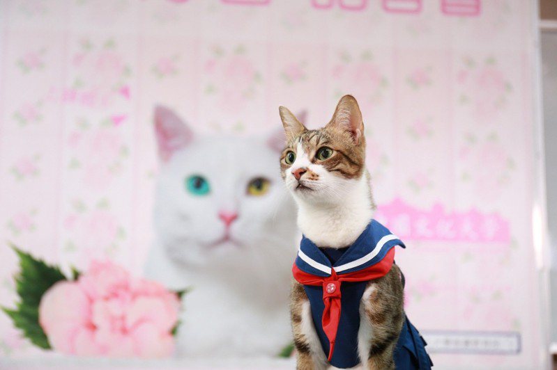 台灣家貓數4年激增143%！ 難怪這些貓奴課越開越多