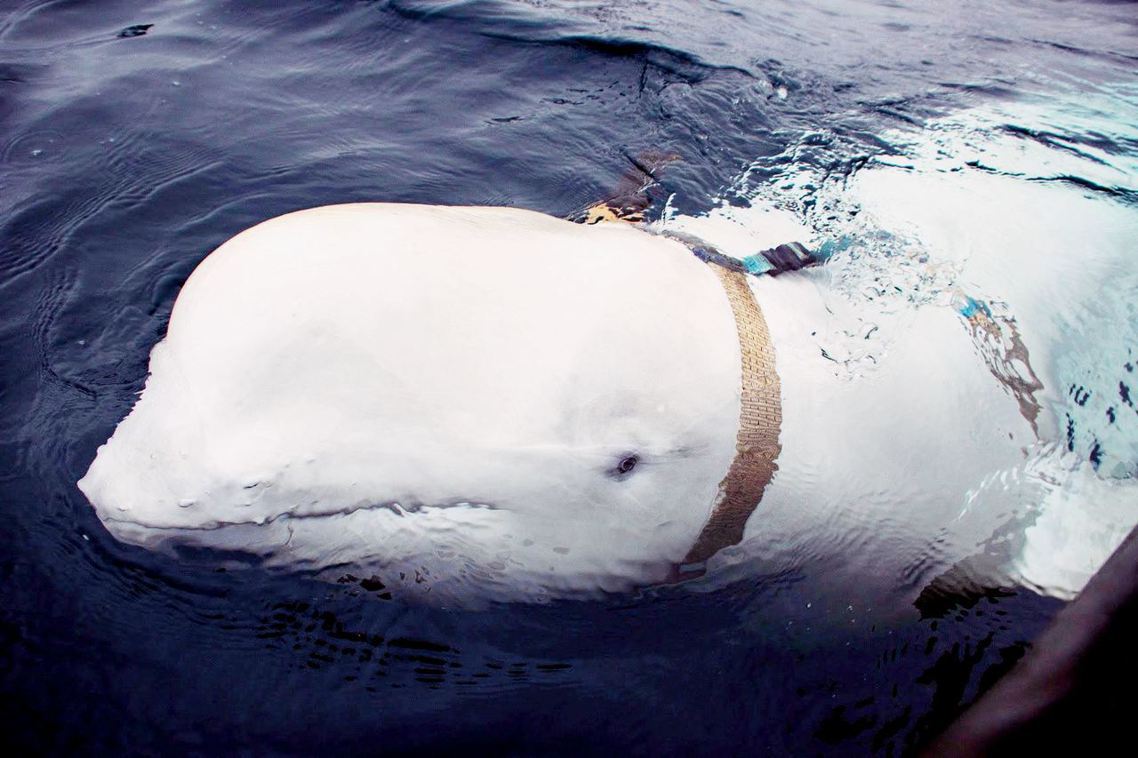 挪威北方的小漁村因加（Inga）上星期有當地漁夫通報，發現一隻行為反常的白鯨，遭...