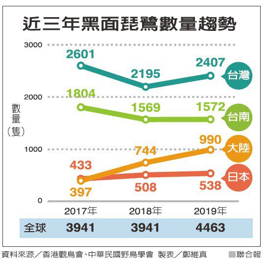 近三年黑面琵鷺數量趨勢 資料來源／香港觀鳥會、中華民國野鳥學會 製表／鄭維真