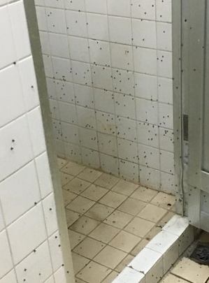 女生宿舍浴室出現滿牆的蛾蚋，讓女大生直呼崩潰。圖／擷取自爆料公社

