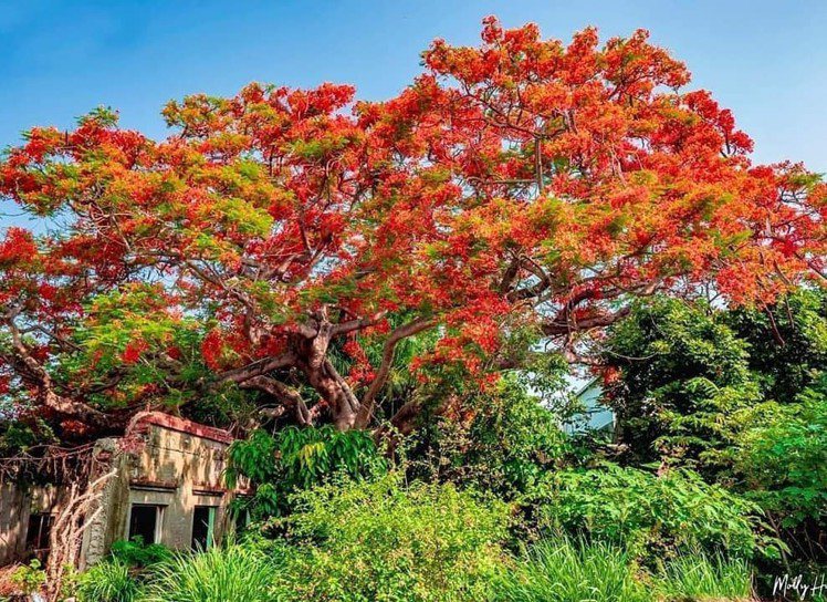 圖／因鮮紅或橙色的花朵配合鮮綠色的羽狀複葉，被譽為世上最色彩鮮艷的樹木之一。網友molly888666授權