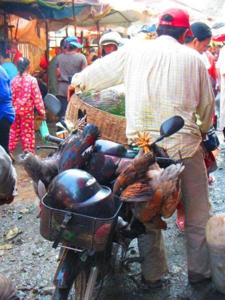 在市場看到當地居民用機車載雞的十萬種可能，真的是佩服不已啊！