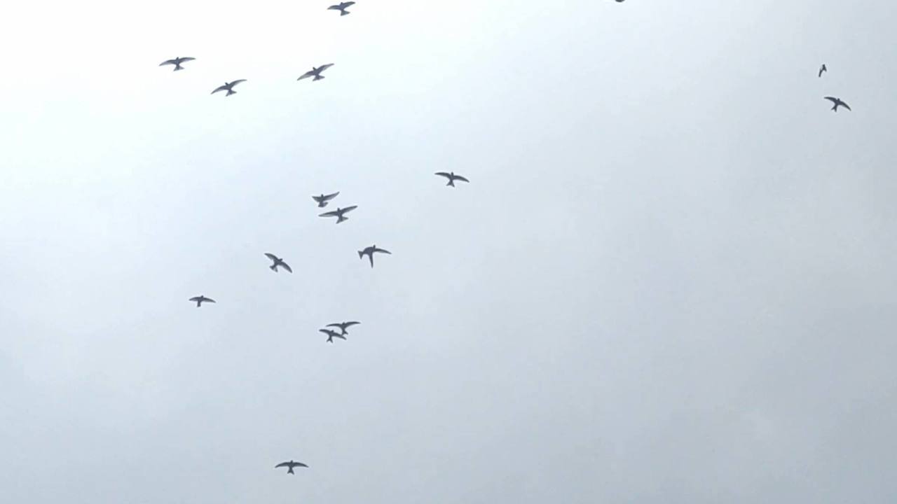 叉尾雨燕基隆嶼上空集體交配 他拍下極珍貴影片