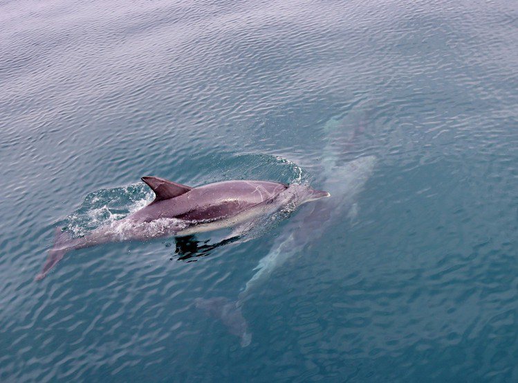 可看到海豚群不時浮上海面換氣。記者魏妤庭／攝影
