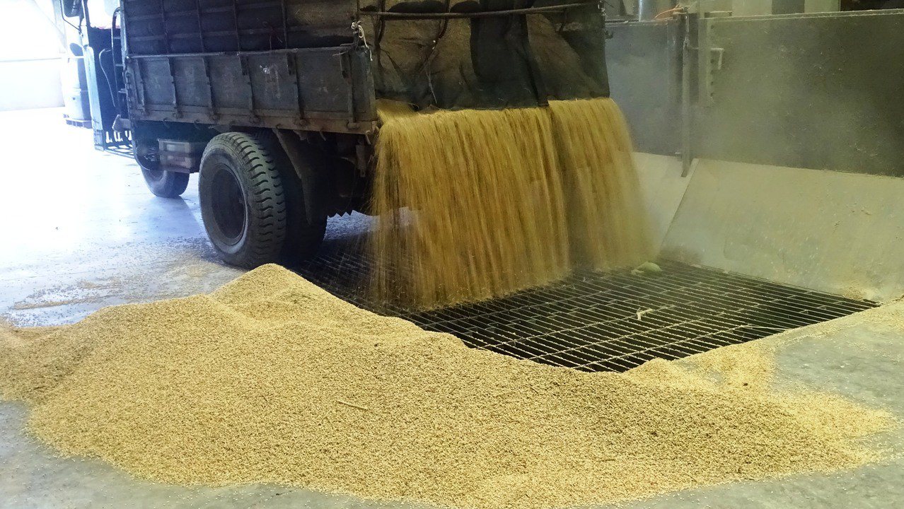 一期稻開盤價偏低 政府增加餘糧收購量恐大爆倉