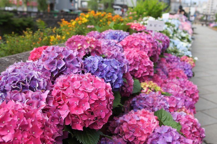 各種不同顏色的繡球花，為眼鏡橋增添另一份繽紛。記者陳睿中／攝影