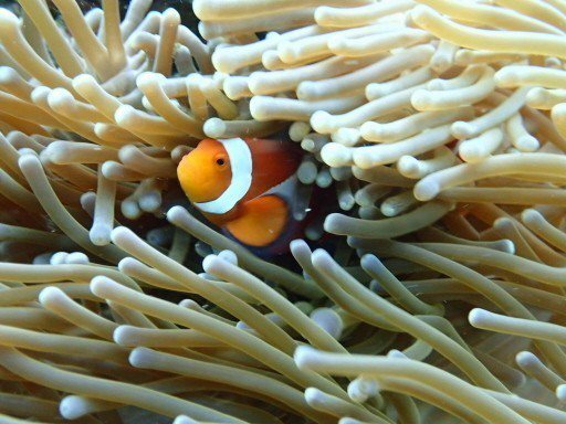 王昱凱擅長海底攝影，拍下躲在珊瑚群中的可愛小丑魚。 圖／王昱凱提供