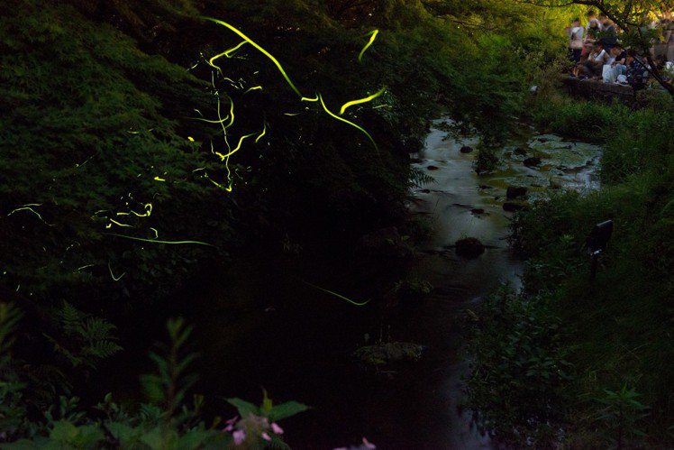 夏天的名花之里，夜晚可見到螢火蟲飛舞的美景。圖／長島渡假村提供
