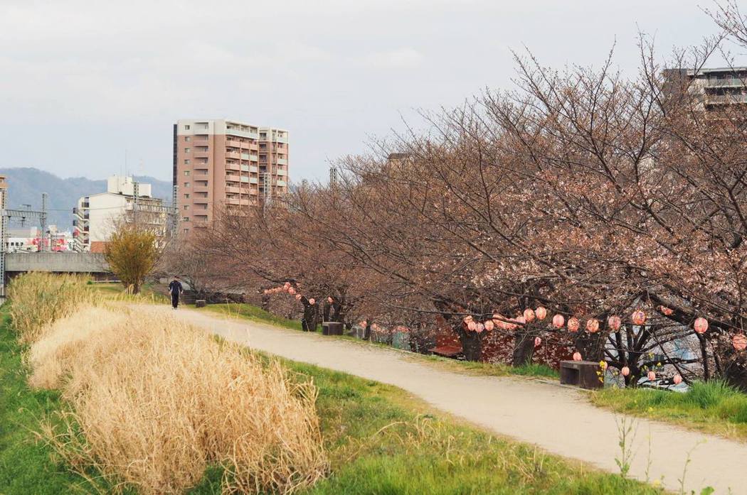 天野川旁的櫻花剛開，四月初來看剛剛好