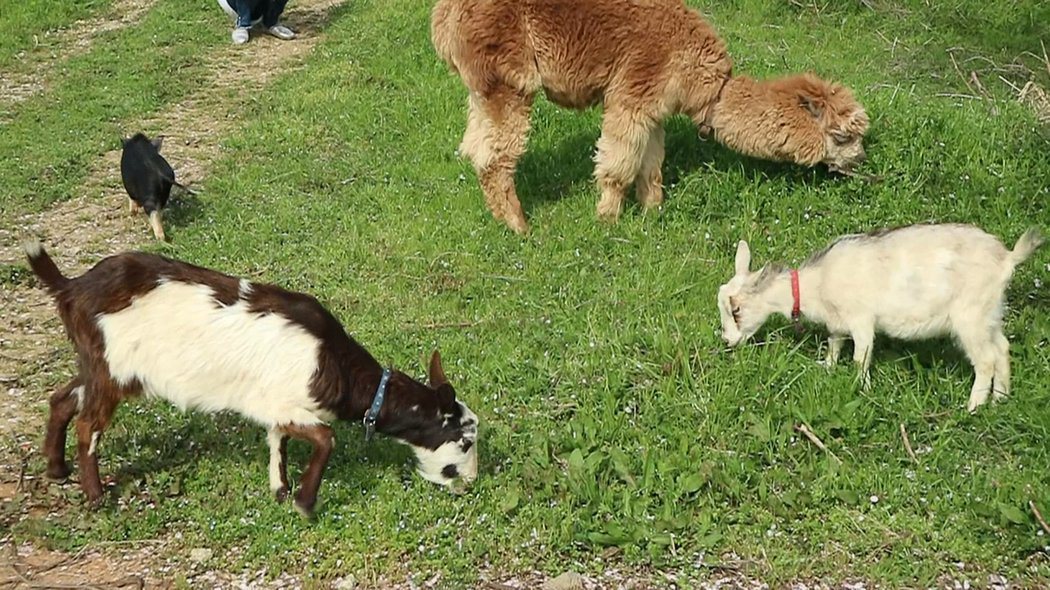 迷你牧場養了小羊、迷你豬、羊駝等，成為當地知名的觀光景點之一。 圖／蔡佩芳