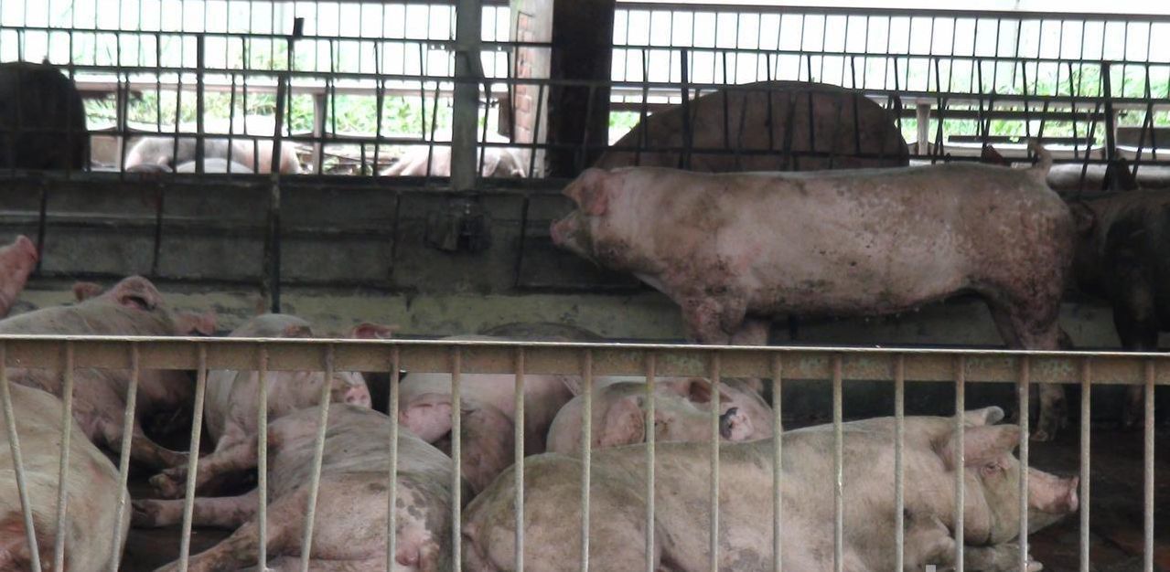 台糖岸內畜殖場未依規定排放養豬廢水 環保局重罰百萬