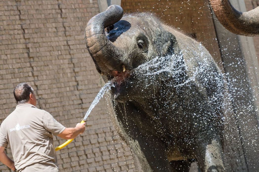 柏林過去幾天高溫近40度，動物員的管理員幫大象噴水消暑。 （歐新社）