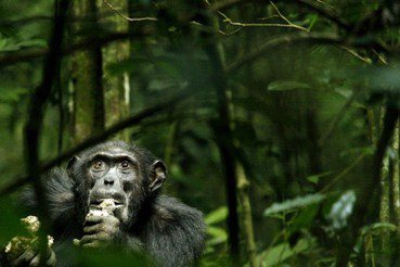 蕭人瑄／非洲森林悲歌（上）：逐漸「島化」的野生黑猩猩群體
