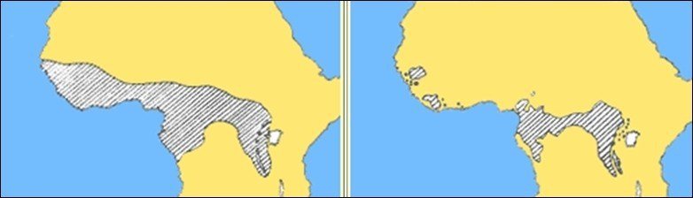 非洲野生黑猩猩過去自西非到東非的帶狀分布（左），與近代棲地縮減及破碎化分布的比對（右）。 圖／取自Fiends of Washoe
