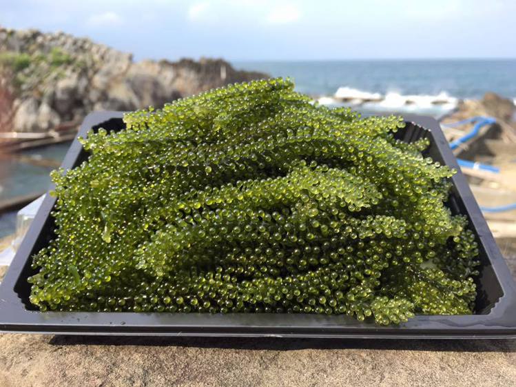 圖／海葡萄富含多種礦物質、微量元素，又因為植物蛋白質、膳食纖維及不飽和脂肪酸
在日本沖繩「長壽之鄉」亦被稱為長壽草。擷取自92k週末食堂-九恩商行粉絲團