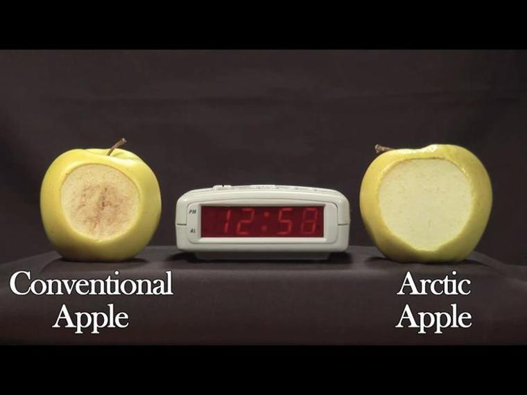 左邊為一般市售蘋果；右邊為OSF公司的基改不褐變蘋果，兩者放置12小時後的變化比...