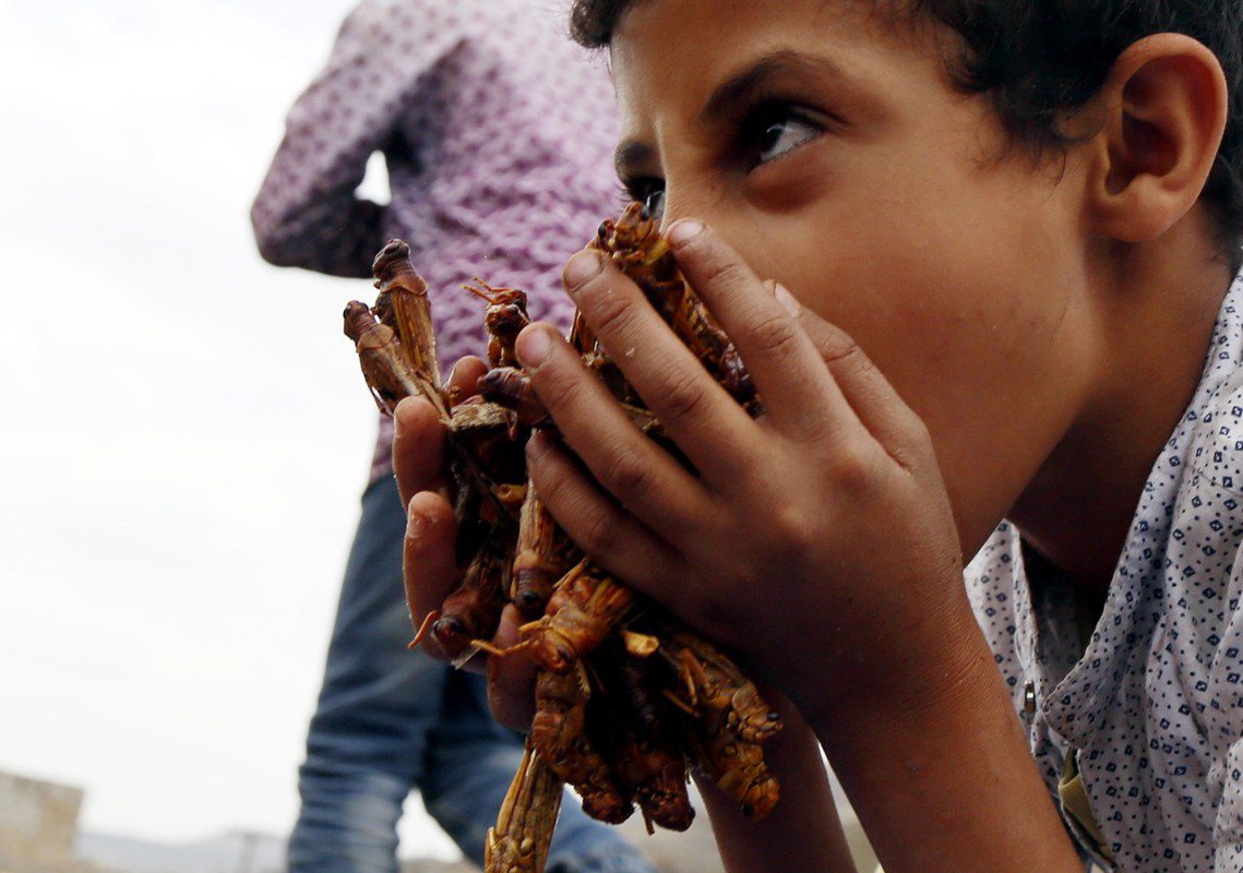 沙漠蝗蟲在葉門如今不只是造成飢荒，也成為人民用以果腹的食物。 圖／歐新社