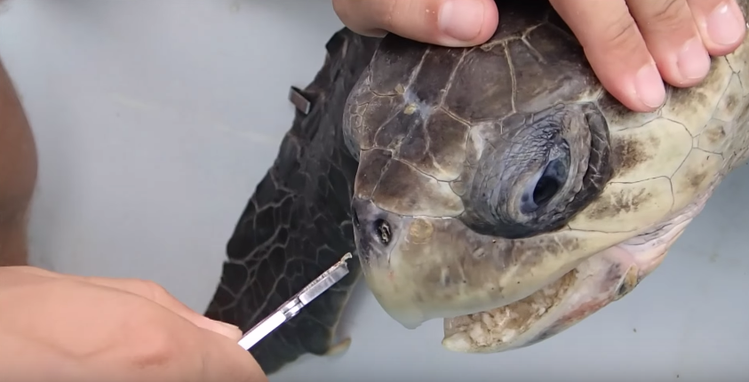 海龜鼻孔居然插著吸管，這畫面令人深刻