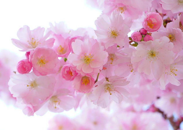 也有人推薦櫻花為大陸的國花，稱櫻花起源自中國，後才流傳入日本。圖／摘自網路