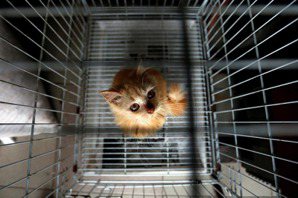 李娉婷／露西法案在台灣（三）：寵物產業轉型，台灣準備好了嗎？