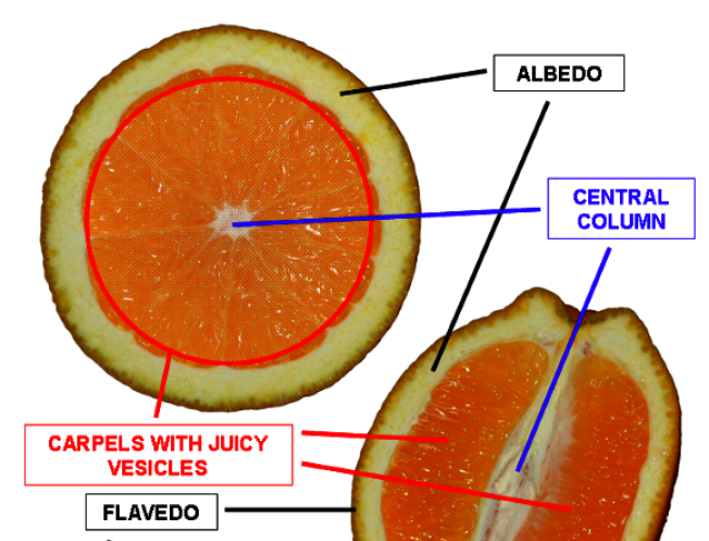 橘子皮的白色部分有助於抗癌。（wikipedia）