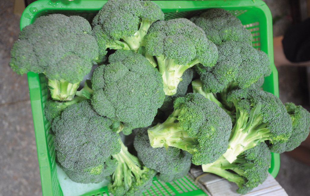 青花椰菜堪稱「超級蔬菜」。<br />聯合報系資料照 圖／陳易辰