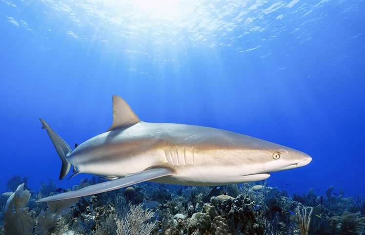 把讓人覺得可怖的鯊魚拍出可親感需要一定的功力。圖／吳永森提供