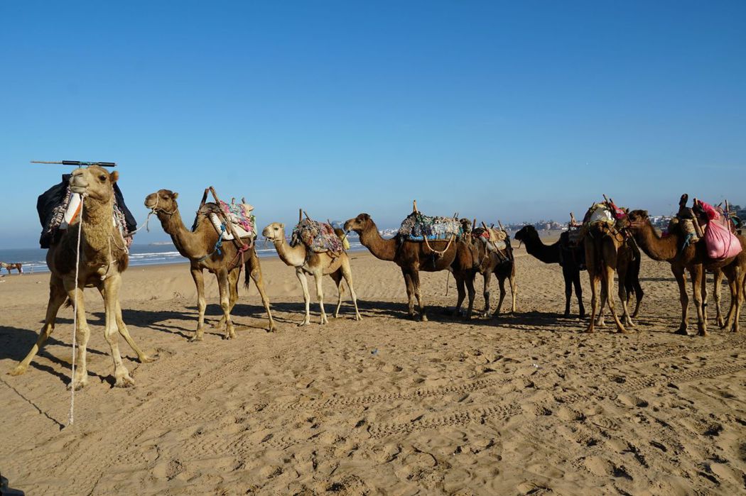 沙漠沙灘上的駱駝