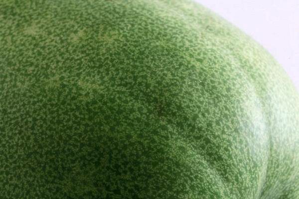 瓜皮顏色呈深綠色，花紋均勻、重量越重的冬瓜，品質較好。
